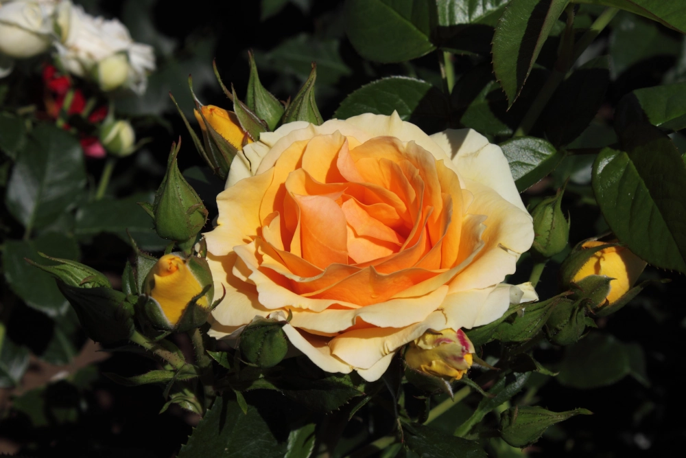 Beetrose 'Hansestadt Rostock®', 30 bis 60 cm Höhe, bernstein Cover